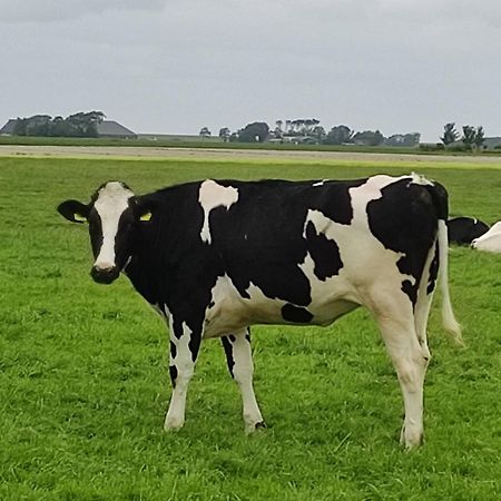 In Het Mooie Friesland Vele Bezienswaardigheden Hantum Экстерьер фото