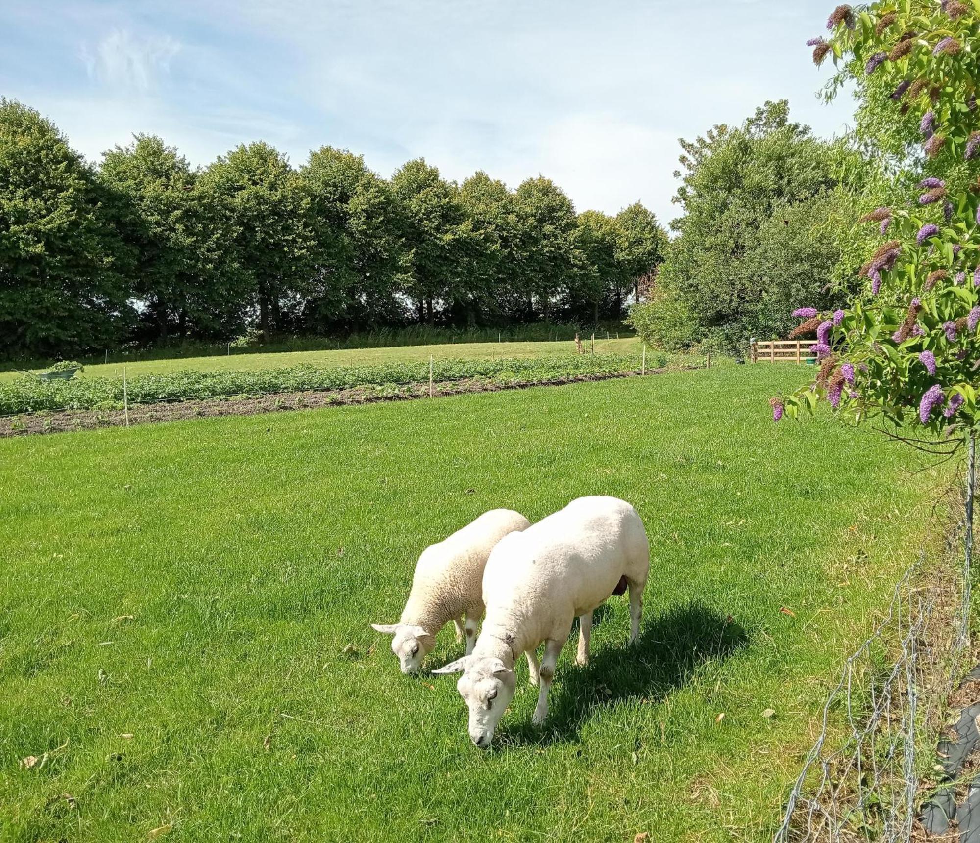 In Het Mooie Friesland Vele Bezienswaardigheden Hantum Экстерьер фото